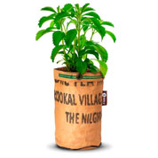 Kit de Cultura Plantas para Ch - Stevia Erva Doce
